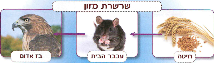 (בספר שבע תמונות:)